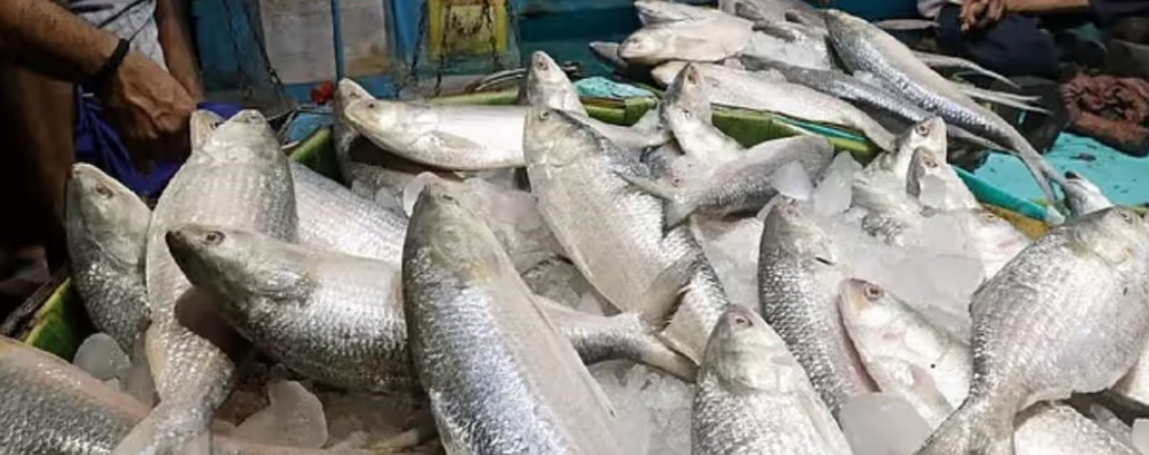 দূর্গাপূজার মুখে পদ্মার ইলিশ ও বাণিজ্যিক সুসম্পর্ক, ঢাকা সফর ঘিরে দুই দেশের ব্যবসায়ীদের তৎপরতা দূর্গাপূজার মুখে পদ্মার ইলিশ ও বাণিজ্যিক সুসম্পর্ক, ঢাকা সফর ঘিরে দুই দেশের ব্যবসায়ীদের তৎপরতা
