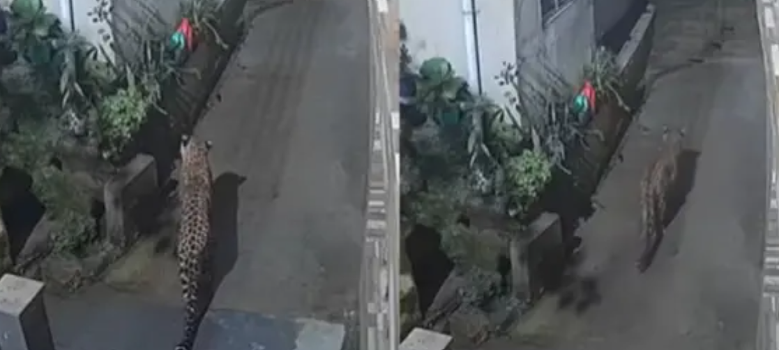 হাসপাতালে মরণদূত! রাতের অন্ধকারে চিতাবাঘের অবাধ বিচরণে হুলস্থূল কাণ্ড দার্জিলিংয়ে
