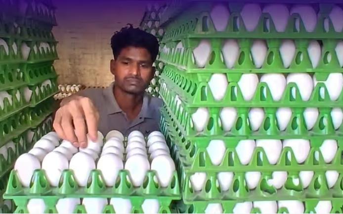 ইথানল নীতিই কি দায়ী! আকাশছোঁয়া ডিমের দামে পকেটে টান সাধারণ মানুষের