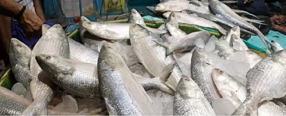 পুজোর আগে কি এপারে আসবে পদ্মার ইলিশ! ঢাকায় ভারতের ব্যবসায়ীদের হাইভোল্টেজ বৈঠক শুরু পুজোর আগে কি এপারে আসবে পদ্মার ইলিশ! ঢাকায় ভারতের ব্যবসায়ীদের হাইভোল্টেজ বৈঠক শুরু